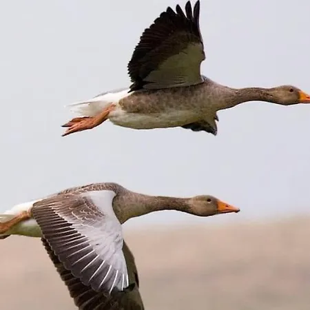 Pensjonat Casa Viviana 4*